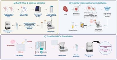 Robust memory humoral immune response to SARS-CoV-2 in the tonsils of adults and children